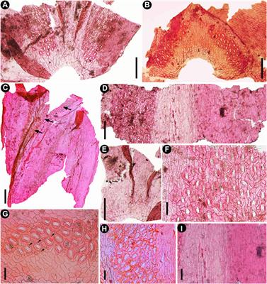 First Fossil Fokienia (Cupressaceae) in South China and Its Palaeogeographic and Palaeoecological Implications